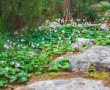 סופשבוע "בשביל הפרחים" – מגלים את יער בן שמן