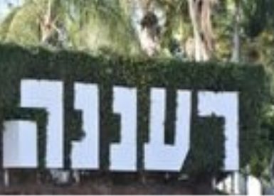 קנבה