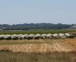 שוב גניבה חקלאית :מעל לטון משמיש נקטף ונגנב ממשק מי. טל בביצרון